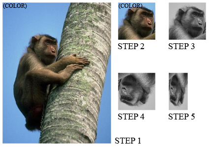 monkey_steps.jpg